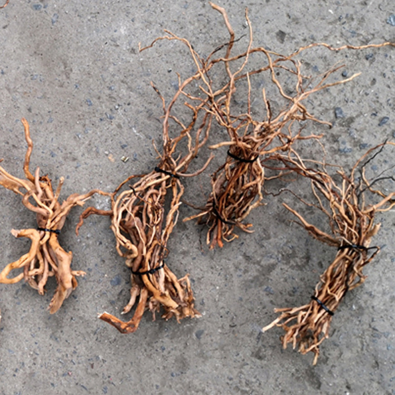 Aquarium Planted Soil - Acquario Micro Paesaggio Legno alla deriva