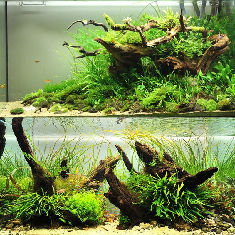 Planted Aquarium With Driftwood - Decorazione a forma di albero di