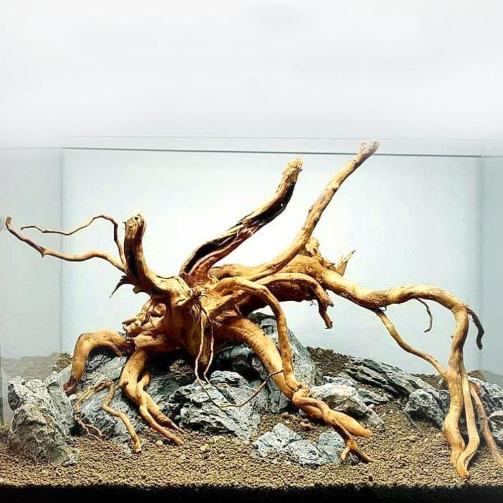 Planted Aquarium Bowl - Legno Naturale per Acquario 20-25CM, Decorazione