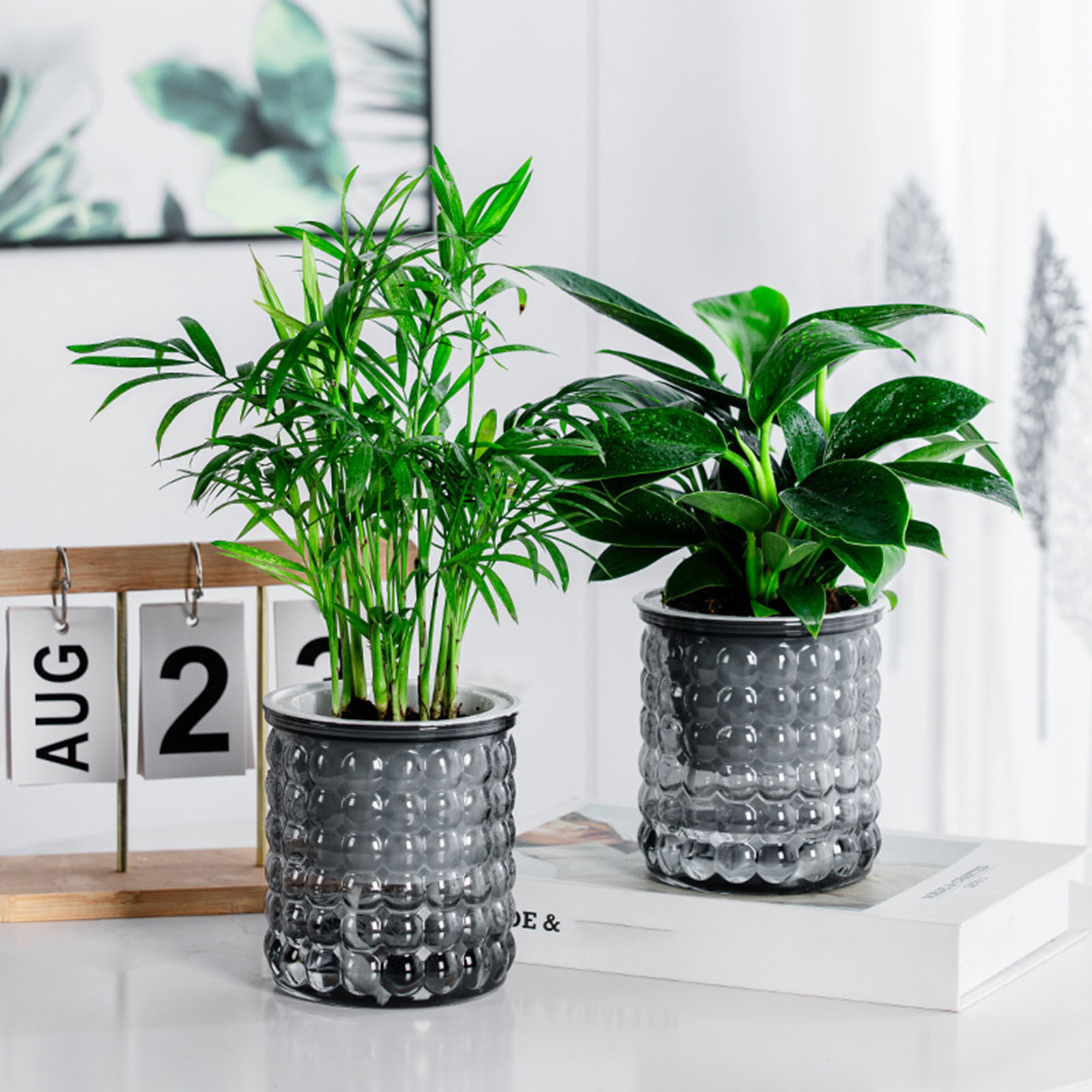 Tissue Culture Plant - Nuovo vaso per piante idroponiche con