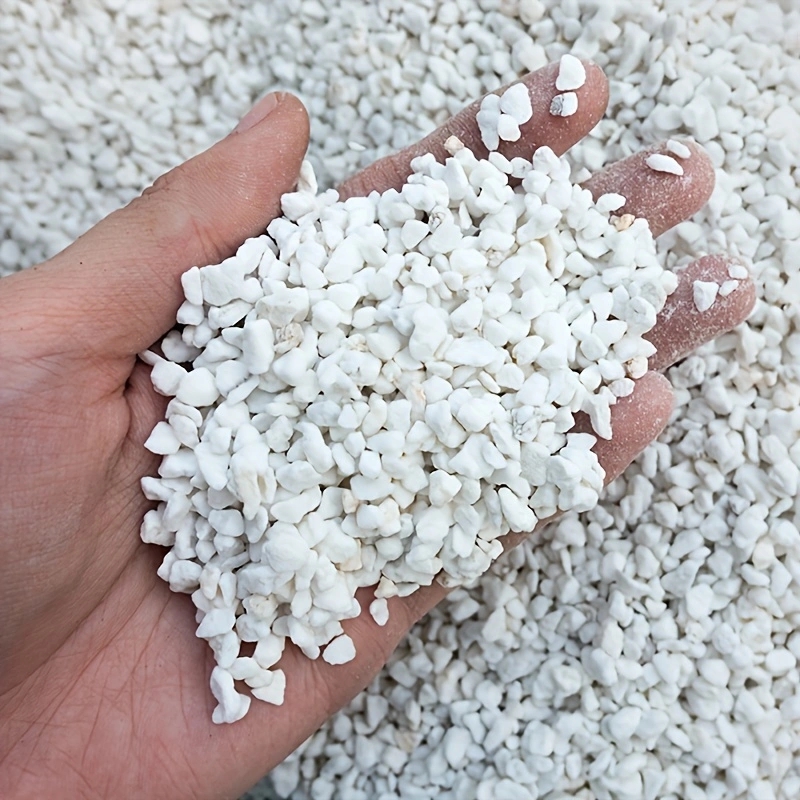Tissue Culture Plant - 1 Confezione di Perlite Orticola da