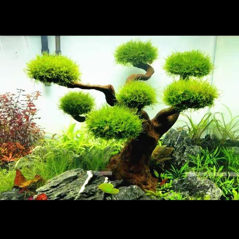 Planted Aquarium With Driftwood - Decorazione dell'acquario Muschio Driftwood Acquario Paesaggistica
