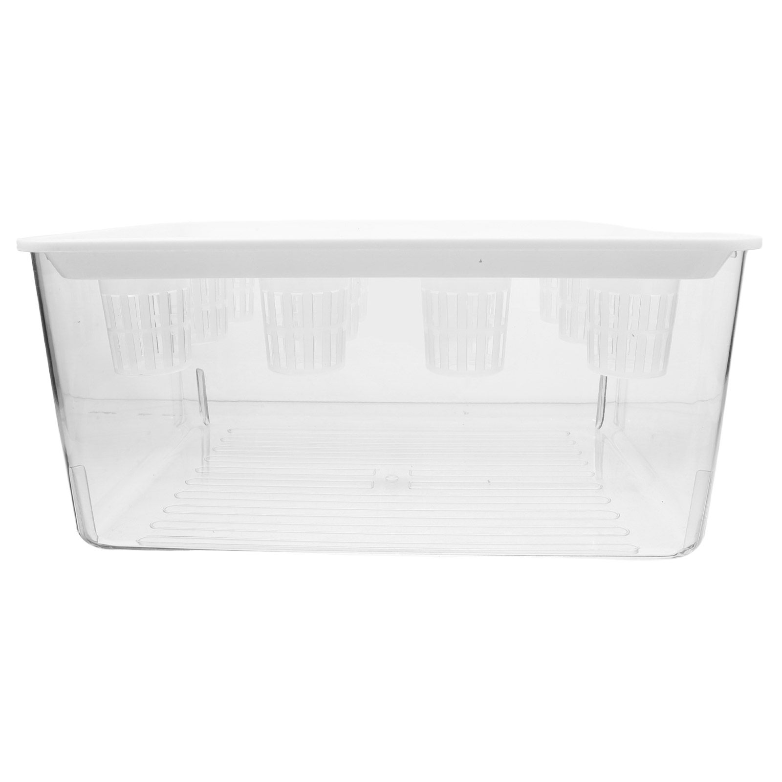 Set di Acquari Trasparenti Sen - Planted Aquarium Bowl recensione e prezzo