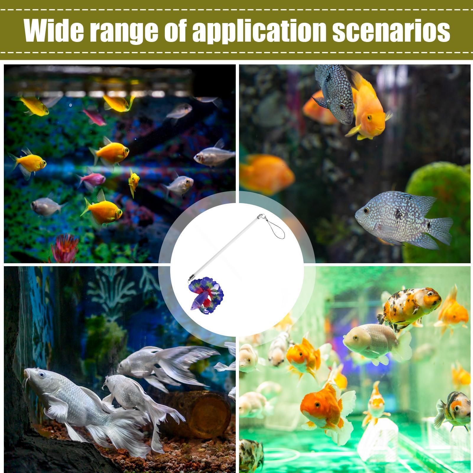 Betta Training Wand: Giocattol - Planted Aquarium For Beginners recensione e prezzo