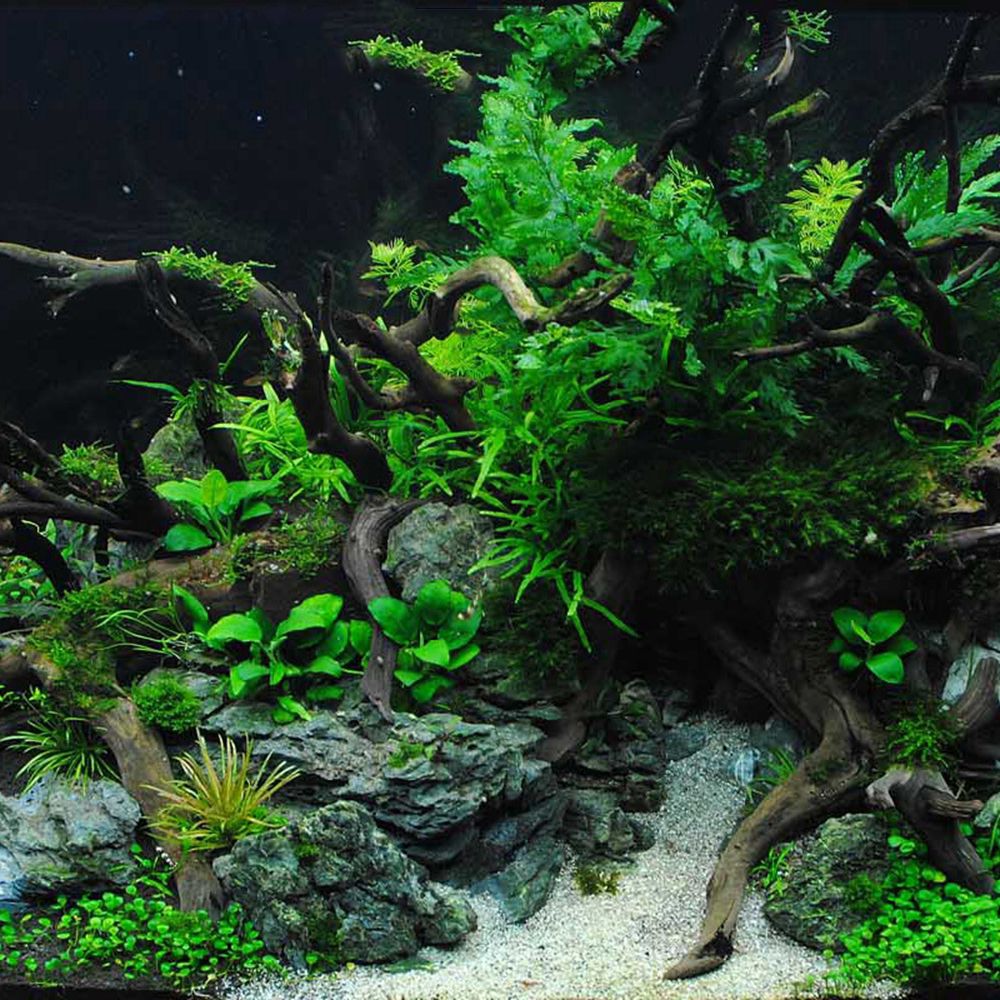 Legno N1N Paesaggistica Acquar - Planted Aquarium With Driftwood recensione e prezzo