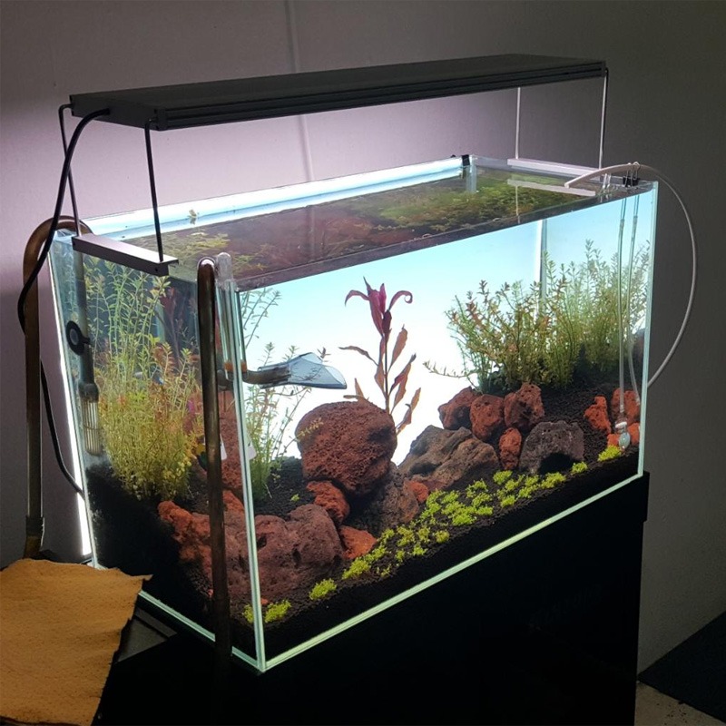 Lampada LED per Acquario Best- - Planted Aquarium Best Fish recensione e prezzo
