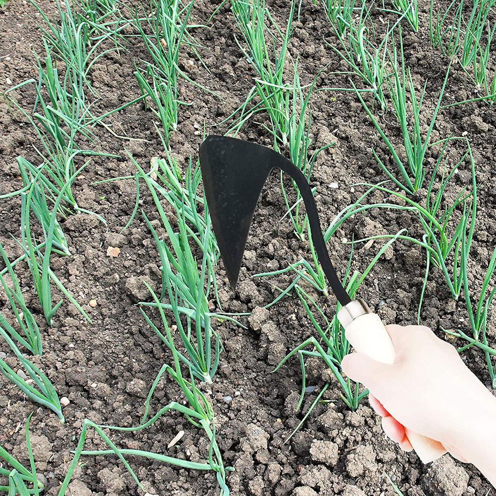 Attrezzi agricoli zappe triang - Tissue Culture Plant recensione e prezzo