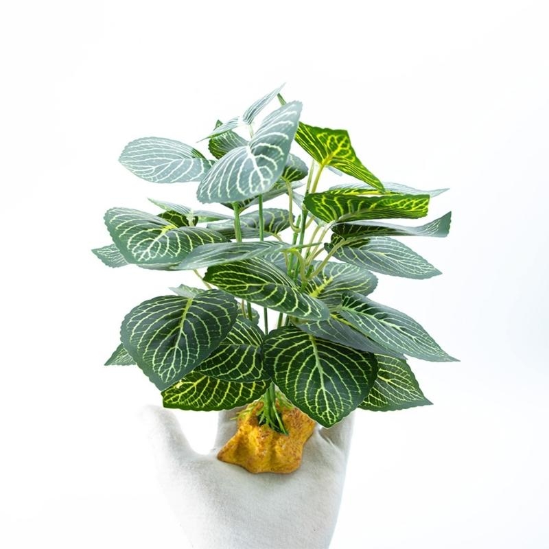 Acquari per piante per piante  - Aquarium Planted Fish recensione e prezzo