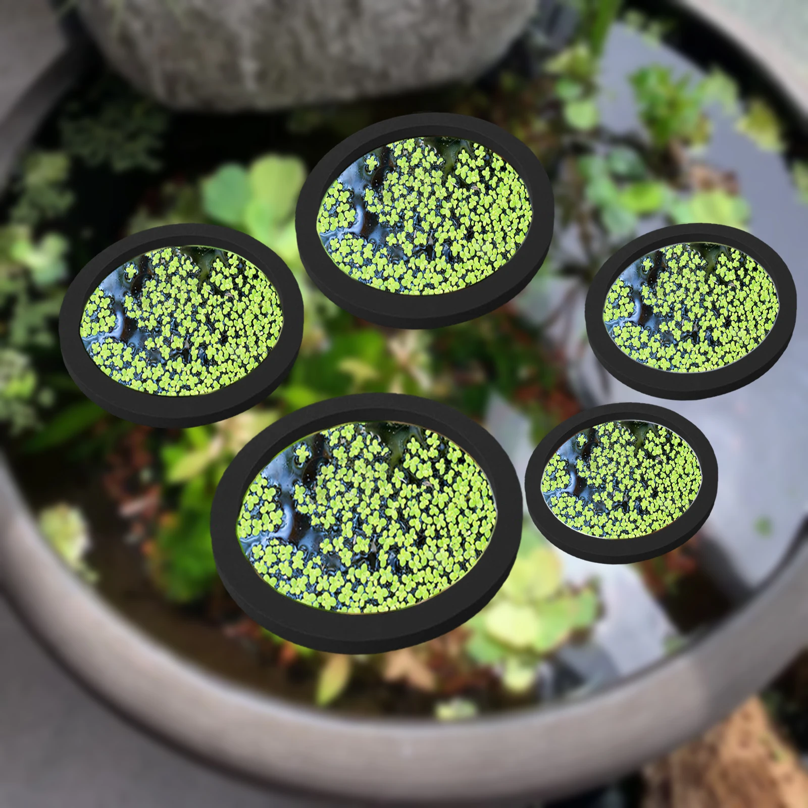 5 pz EVA Anello di Alimentazio - Aquarium Planted Fish recensione e prezzo