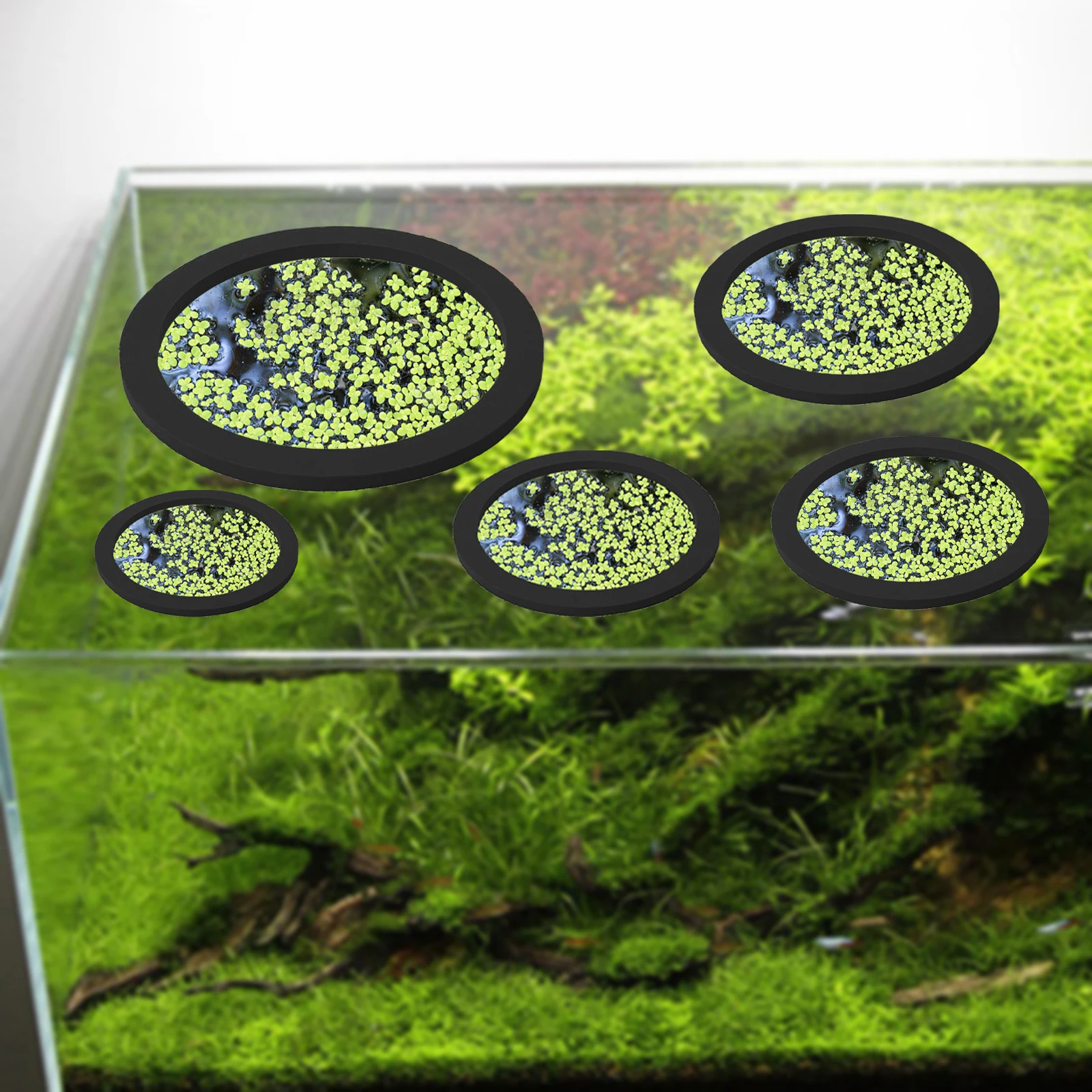 5 pz EVA Anello di Alimentazio - Aquarium Planted Fish recensione e prezzo