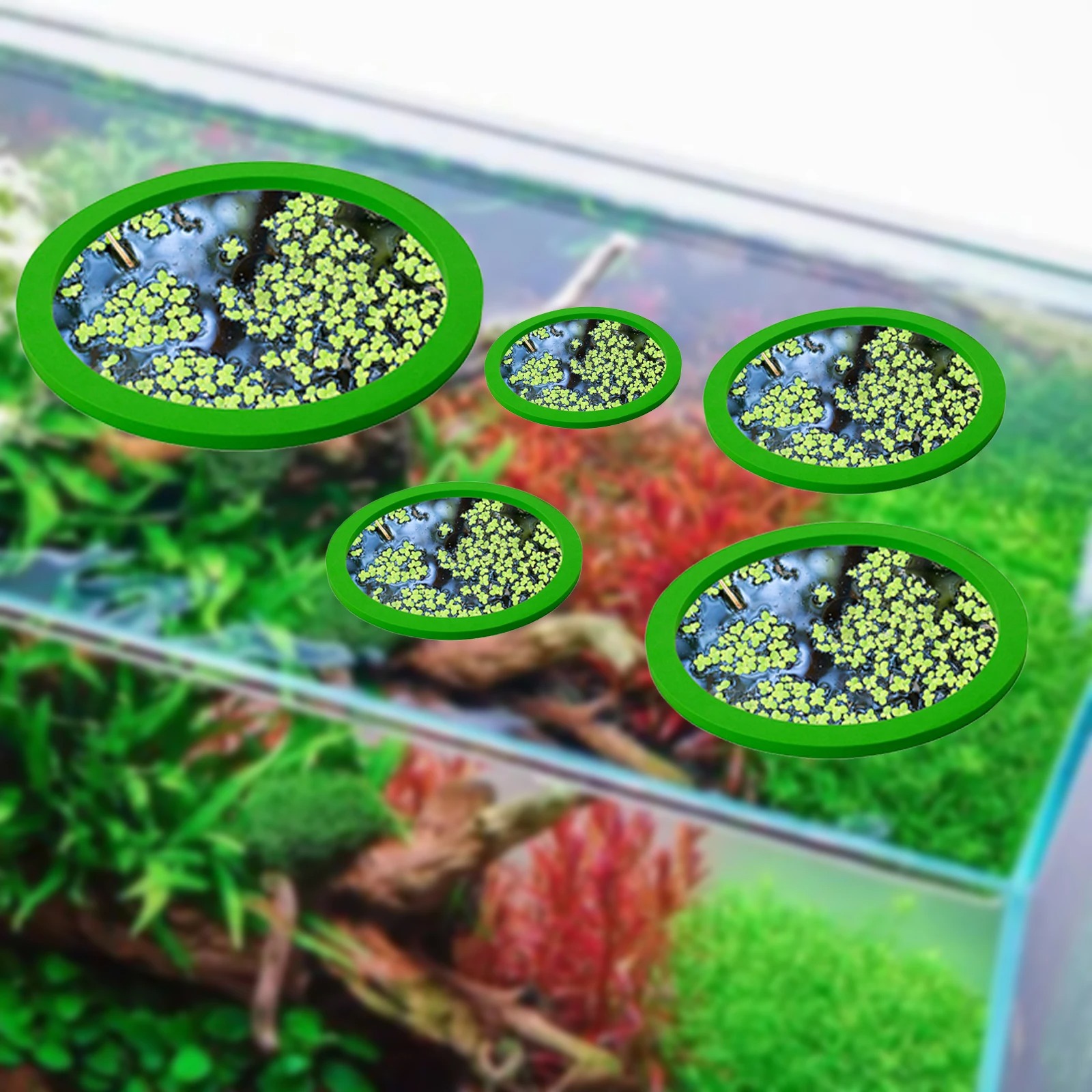 5 pz EVA Anello di Alimentazio - Aquarium Planted Fish recensione e prezzo