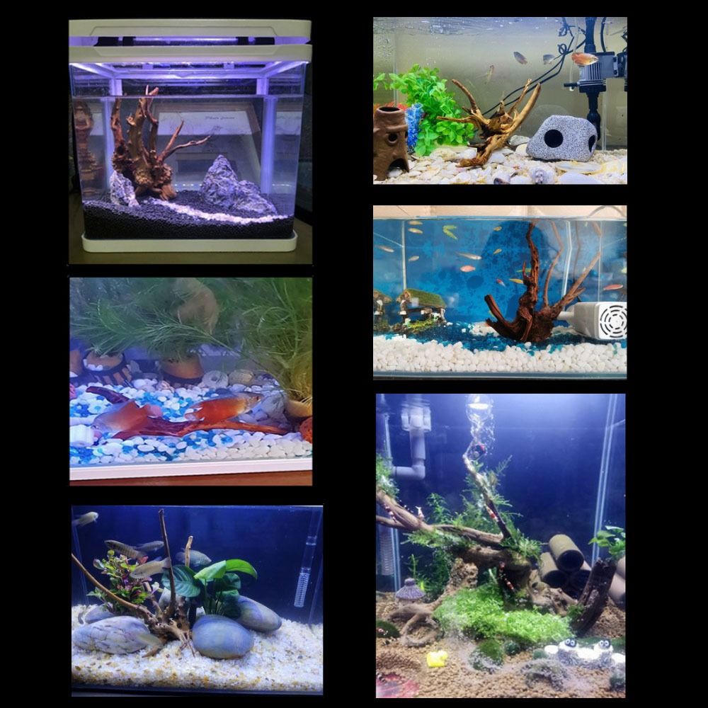 Legno Naturale per Acquario 20 - Planted Aquarium Bowl recensione e prezzo