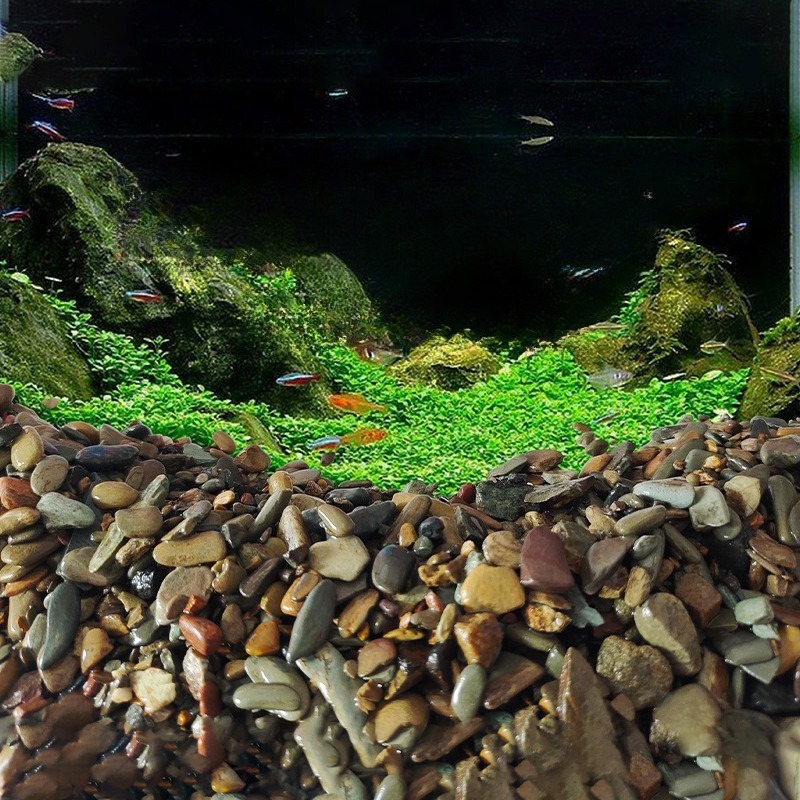 Sabbia per Acquario con Ciotto - Planted Aquarium With Sand recensione e prezzo