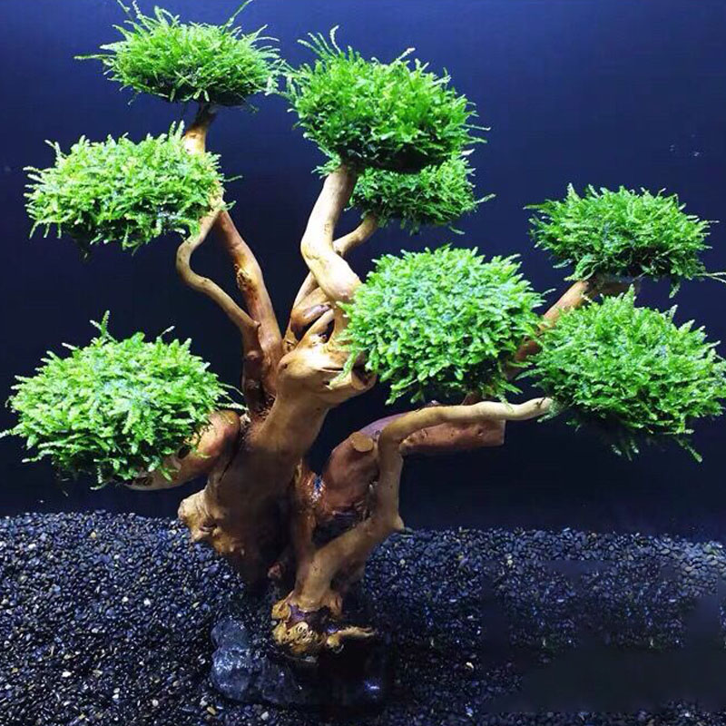Acquario verde cornice in legn - Planted Aquarium With Driftwood recensione e prezzo