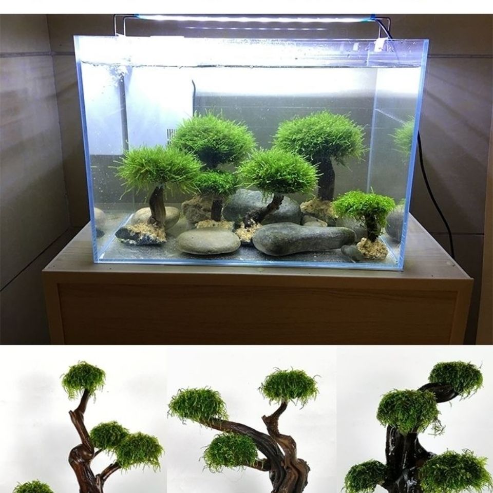 Acquario verde cornice in legn - Planted Aquarium With Driftwood recensione e prezzo