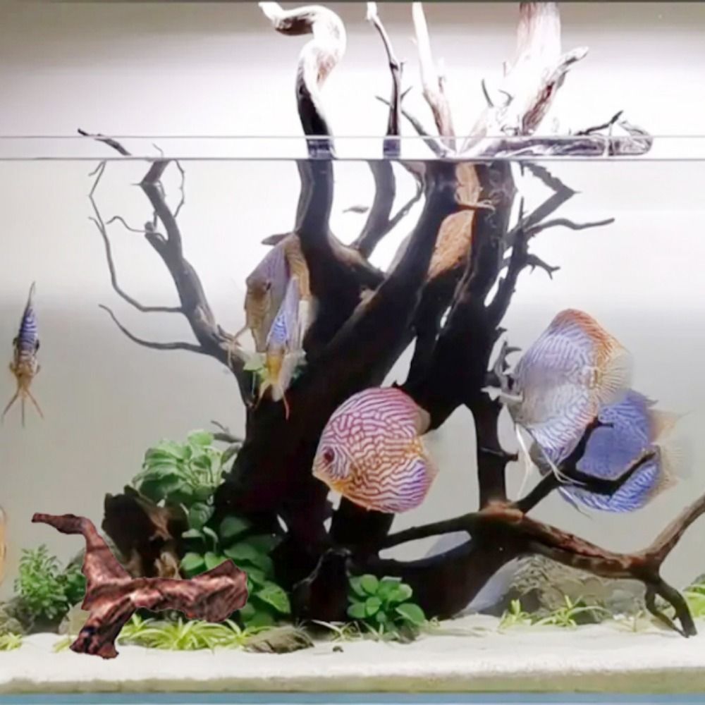 Radici di Pino Naturale a Form - Aquarium Planted Soil recensione e prezzo