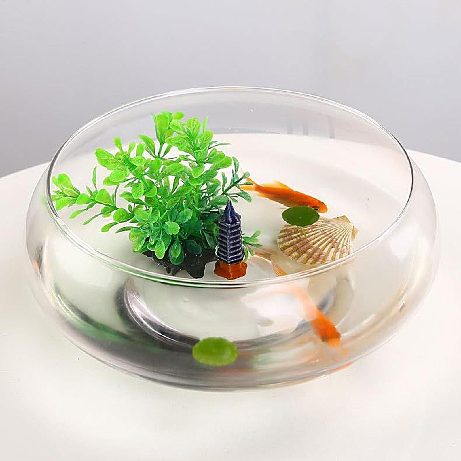 Vaso in vetro per pesci, grand - Planted Aquarium Bowl recensione e prezzo