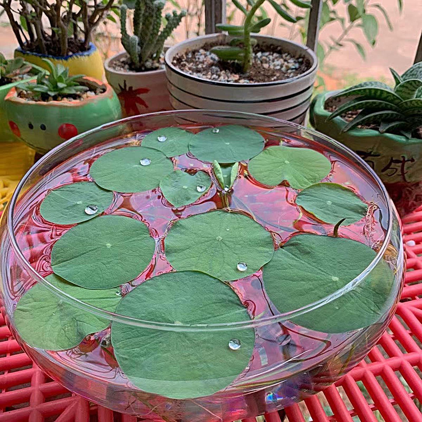 Vaso in vetro per pesci, grand - Planted Aquarium Bowl recensione e prezzo
