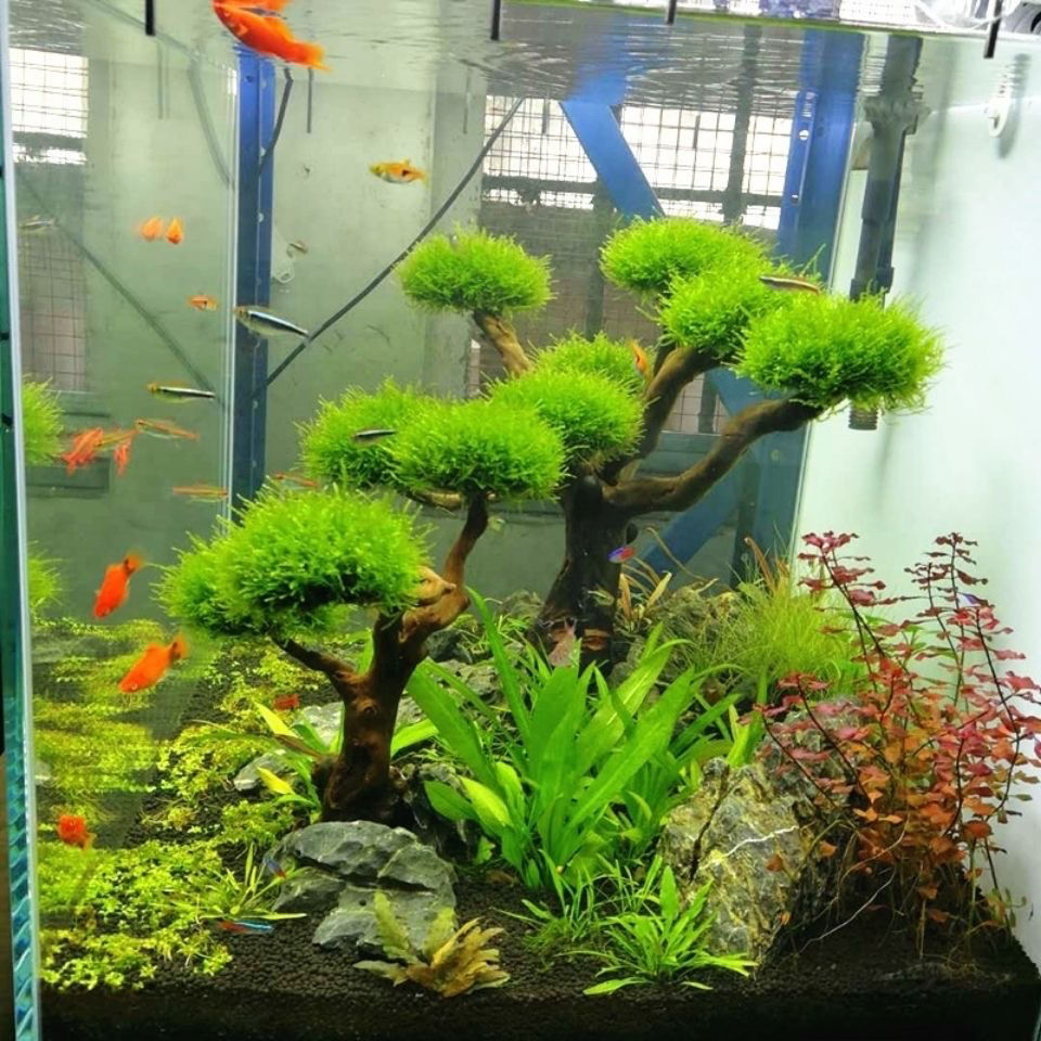Decorazione dell'acquario Musc - Planted Aquarium With Driftwood recensione e prezzo