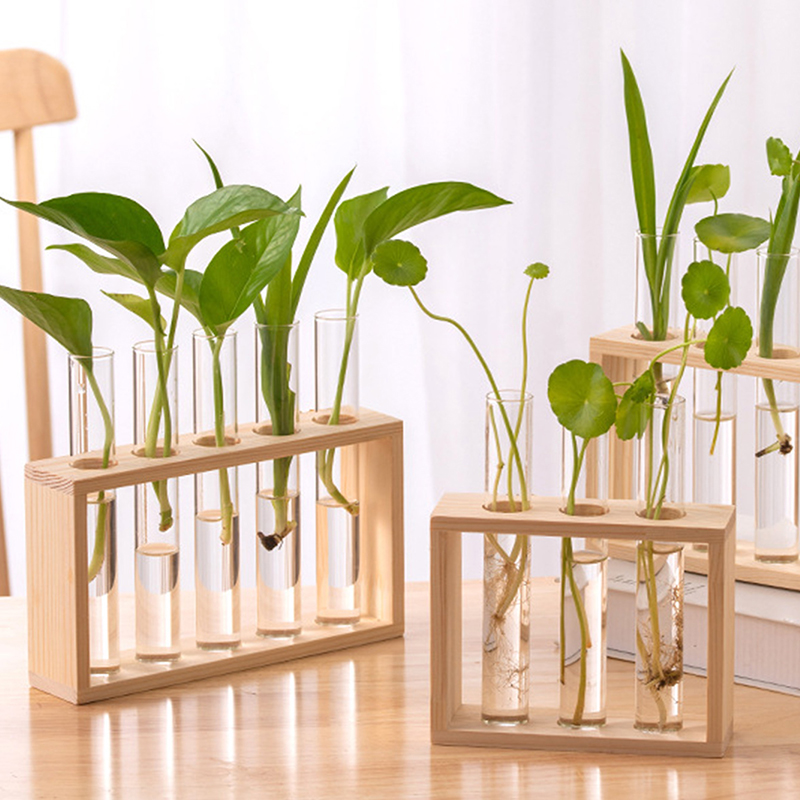 Contenitore per piante idropon - Tissue Culture Plant recensione e prezzo