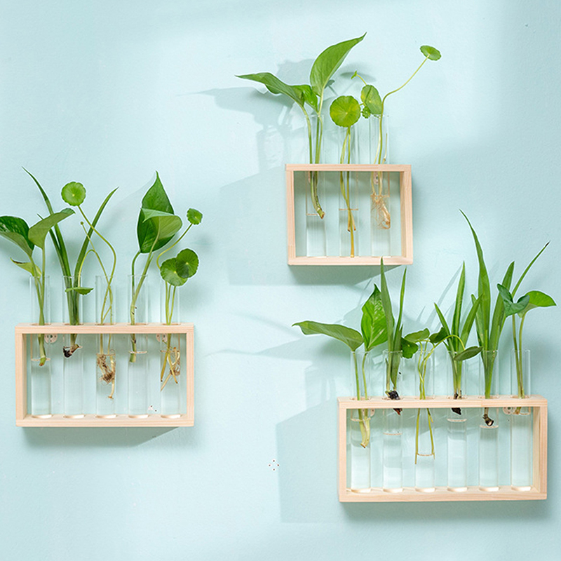 Contenitore per piante idropon - Tissue Culture Plant recensione e prezzo