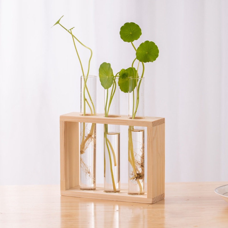 Contenitore per piante idropon - Tissue Culture Plant recensione e prezzo