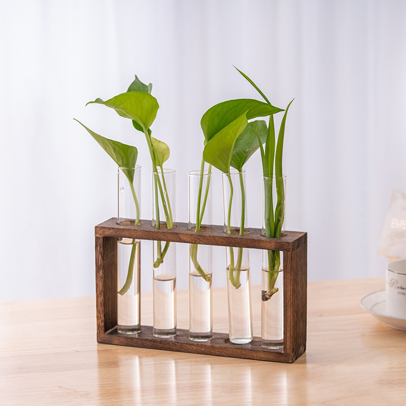 Contenitore per piante idropon - Tissue Culture Plant recensione e prezzo